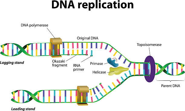 DNA replication - guide to hsc biology module 5 heredity