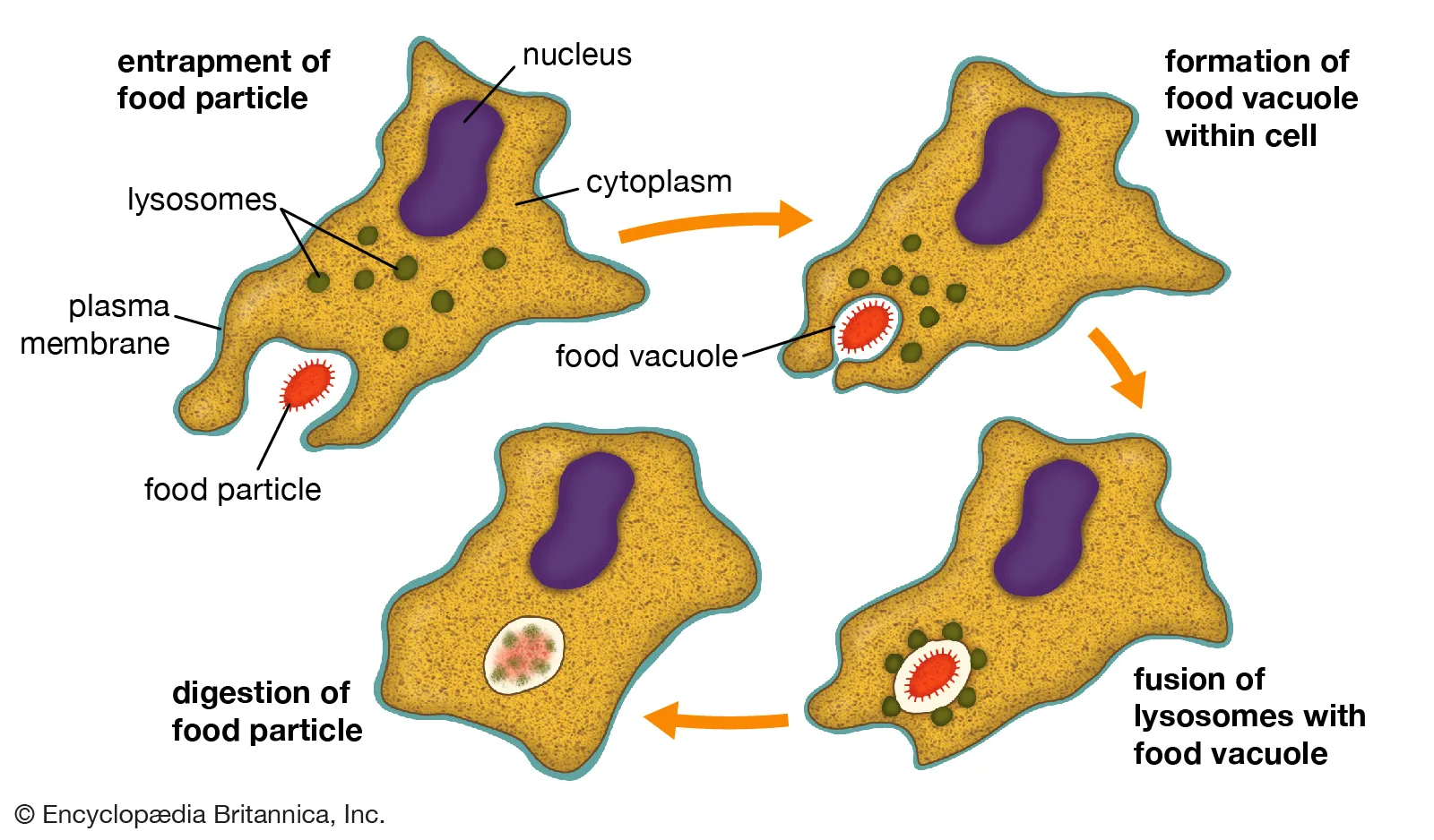 Process of phagocytosis (Britannica)
